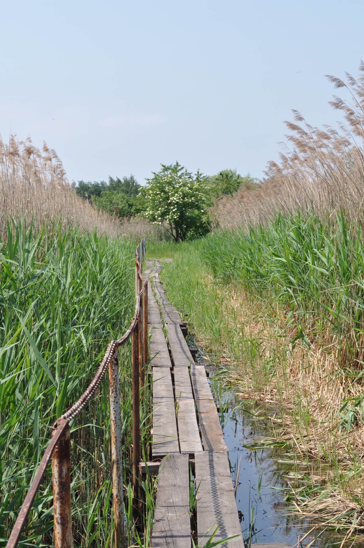 Heřmaničky