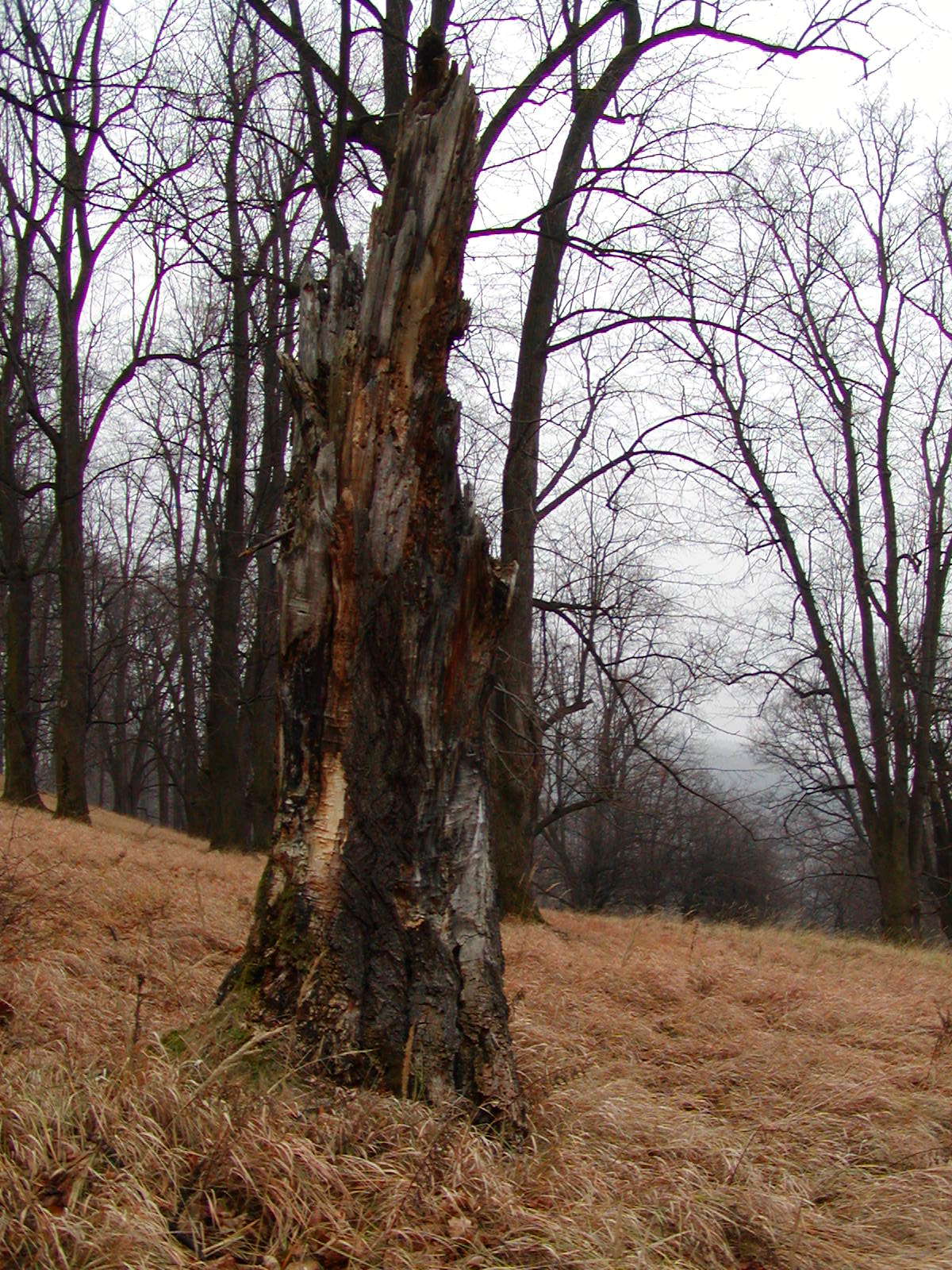 hradní vrch Hukvaldy – obrázek 1