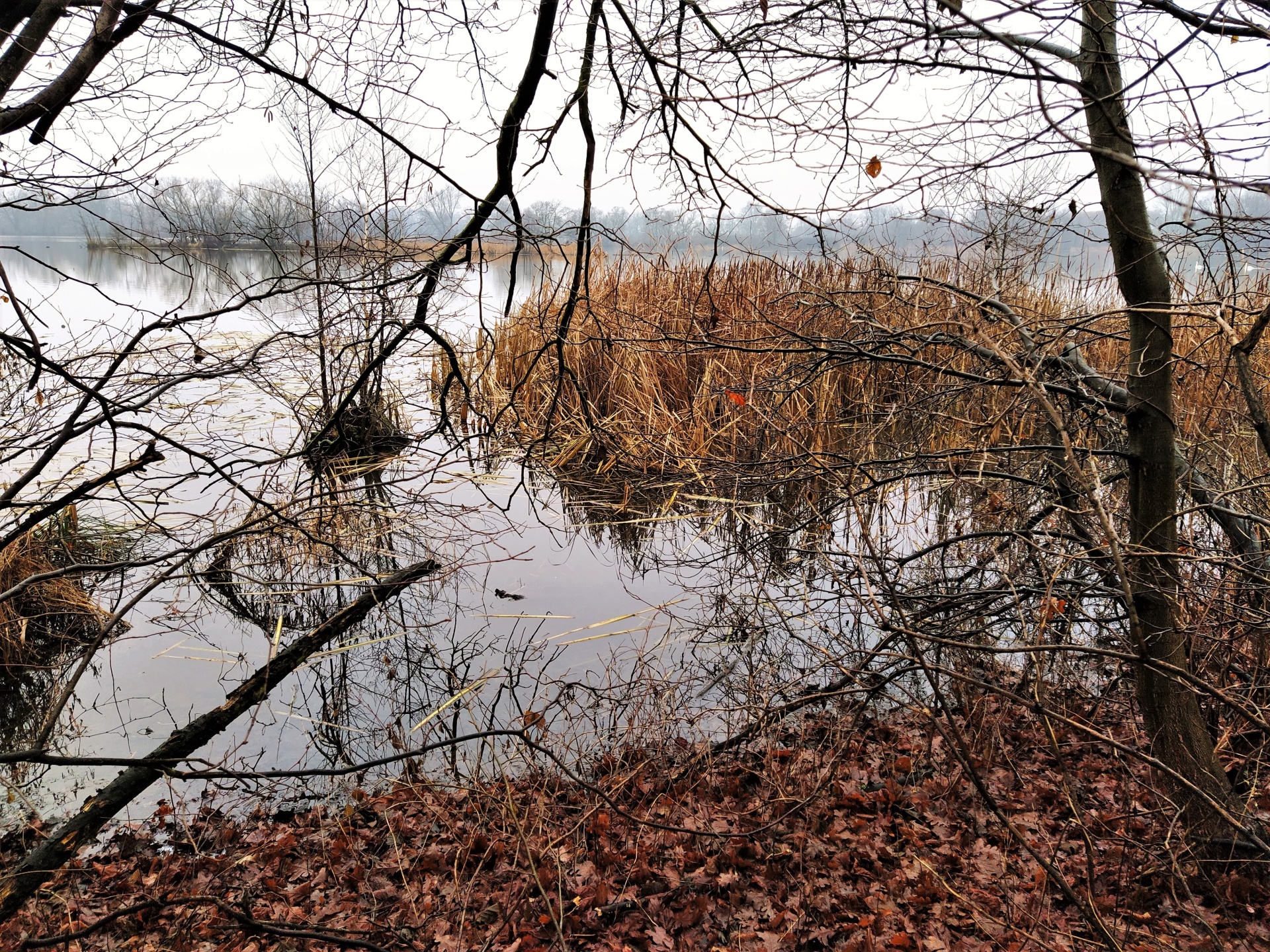 Karviná – rybníky – pohled na Dubový rybník