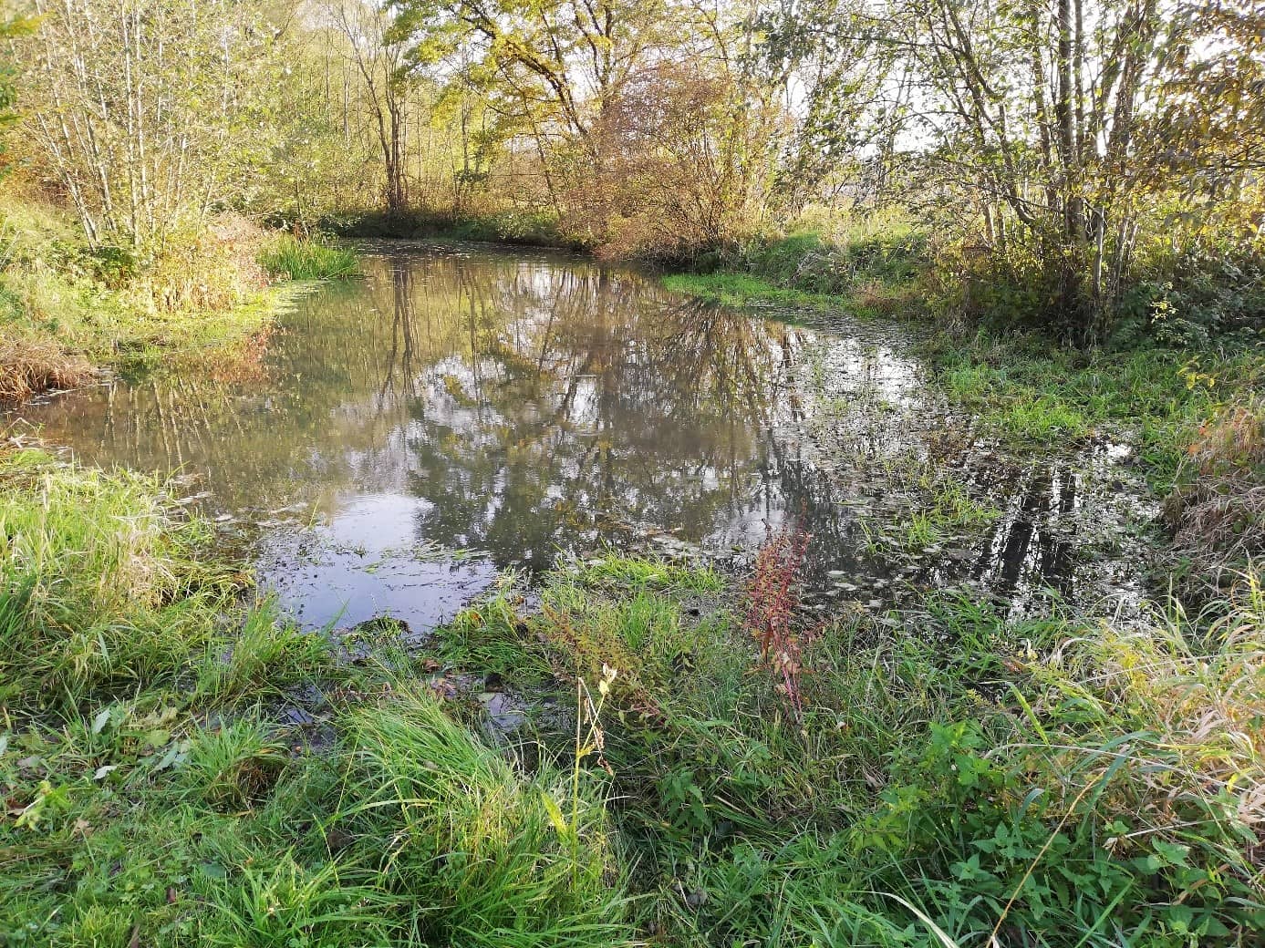 Revitalizace přírodní památky Stará řeka