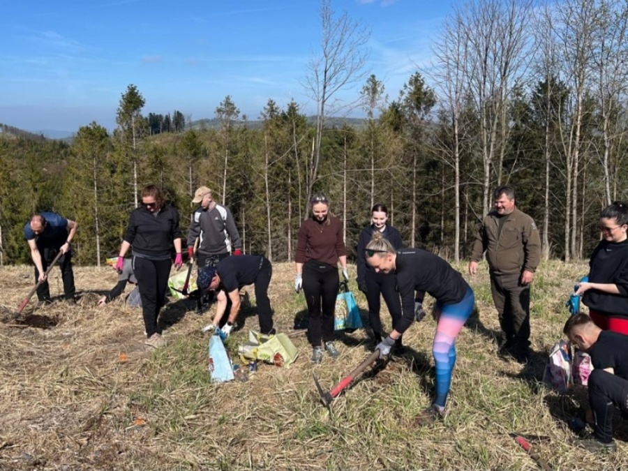 Na Velkém Javorníku v Beskydech přibylo přes 2 tisíce nových stromků. Hlavně jedle, modříny, borovice a buky