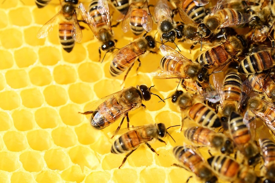 včela 2 – ilustrační foto