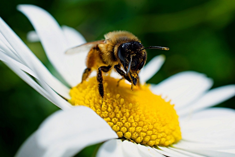 včela – ilustrační foto